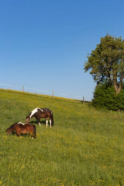 Brązowy Koń Wiosna Łąka Niebieski Niebo Słońce Rano Południowych Niemczech — Zdjęcie stockowe