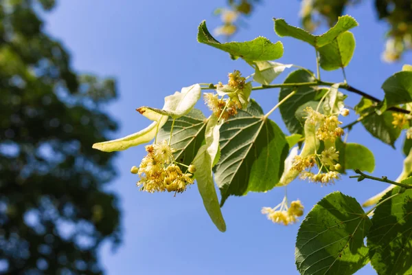 Linden Árvore Flor Parque Histórico Céu Azul Dia Ensolarado — Fotografia de Stock