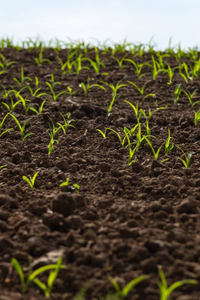 Planta Maíz Joven Campo Primavera Puede Mañana Soleada Sur Alemania —  Fotos de Stock