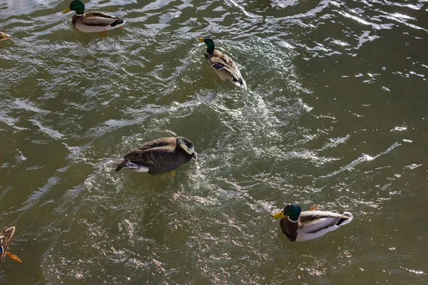 Patos Lutando Por Comida Rio Ensolarado Dia Advento Dezembro Alemanha — Fotografia de Stock