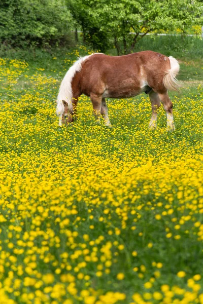 Cavalo Haflinger Prado Flor Buttercup Sul Alemanha Primavera — Fotografia de Stock