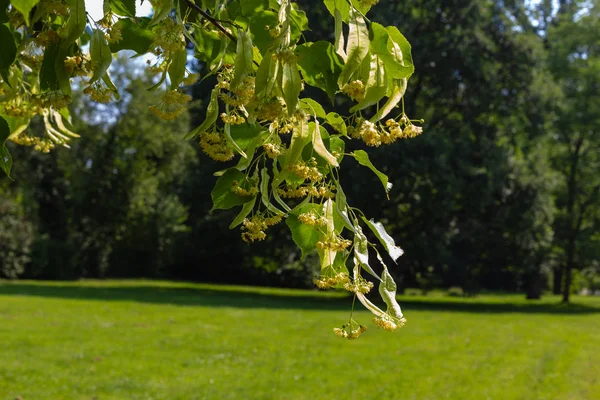 Tilleul Fleurissent Dans Parc Historique Par Une Journée Ensoleillée Ciel — Photo