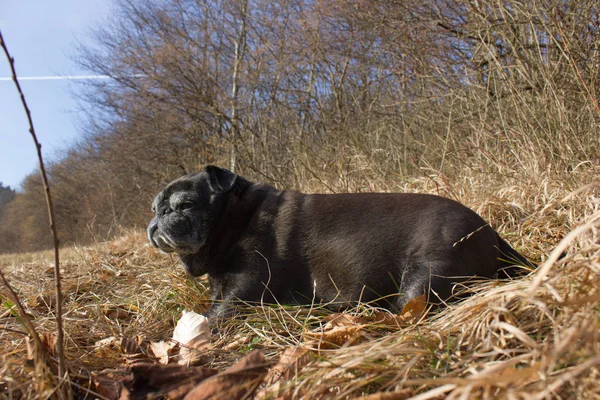 Mops Namens Adelheid Beim Entspannen Der Wintersonne Auf Einem Feld — Stockfoto