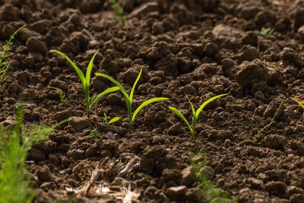 Young Maize Plant Field Springtime May Sunny Morning South Germany — Stock Photo, Image