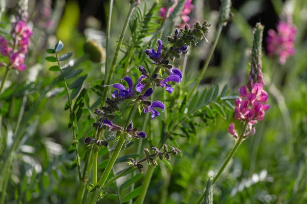 Sprimgtime 草原植物および南ドイツの田舎で種 — ストック写真