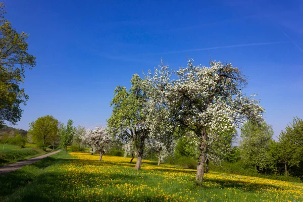 Mniszek Lekarski Apple Tree Kwitnących Błękitne Niebo Wsi Wiosenny Południowych — Zdjęcie stockowe