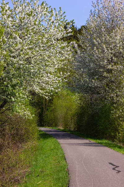 Albero Fioritura Paesaggio Nel Sud Della Germania Primavera Una Pista — Foto Stock