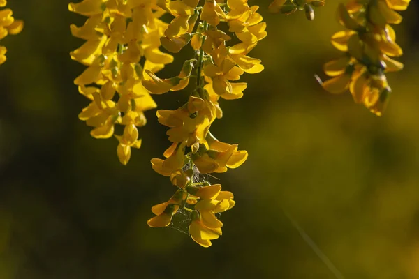 Floraison Printanière Avec Des Couleurs Vives Allemagne Sud Une Piste — Photo