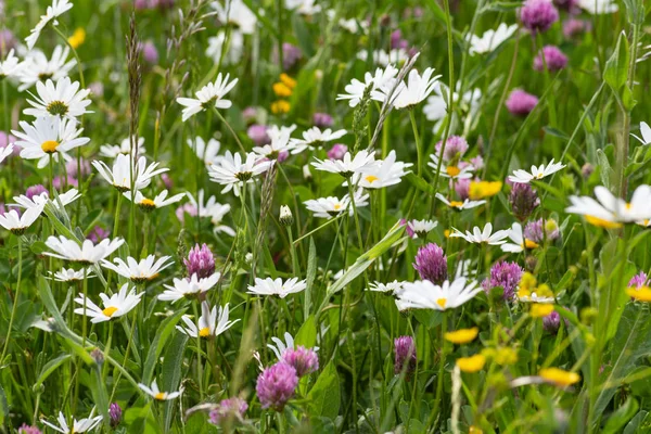 Wiesenblüte Ländlichen Raum Süddeutschlands — Stockfoto