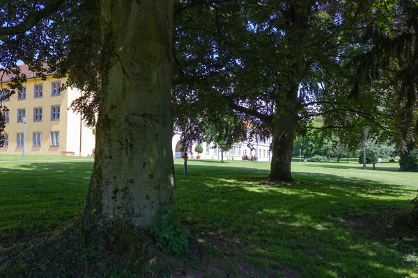 역사적인 나무와 잔디가 독일에서 — 스톡 사진