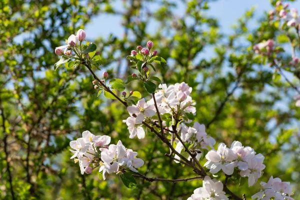 Яблочный Цветок Голубом Фоне Солнечный Весенний День Южной Германии — стоковое фото
