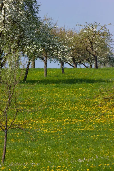 Szczegółowo Drzewo Apple Blossom Horizon Niebieski Niebo Słoneczny Wiosenny Apple — Zdjęcie stockowe