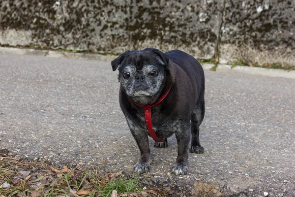 Pug Esfregonas Chamado Adelheid Ter Uma Caminhada Livre Inverno Fevereiro — Fotografia de Stock