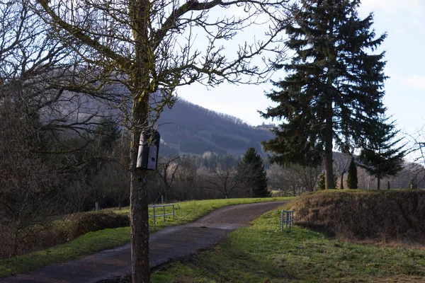 Arbre Sur Ciel Bleu Décembre Avent Journée Ensoleillée Dans Sud — Photo