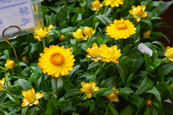 Flores Colores Una Tienda Jardín Primavera Sur Alemania — Foto de Stock