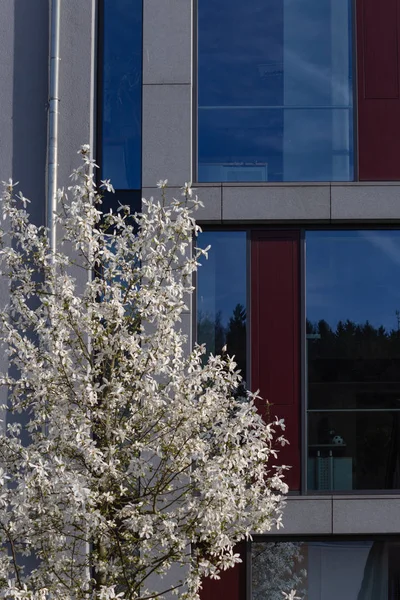 Άνοιξη Blossom Υποκατάστημα Της Δέντρο Στην Πόλη Προσόψεις Στην Ιστορική — Φωτογραφία Αρχείου