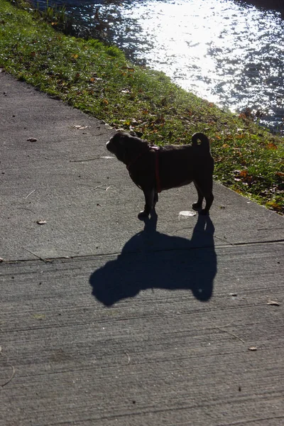 Pug Mops Named Adelheid Having Fun Walking Sunny December Advent — Foto de Stock