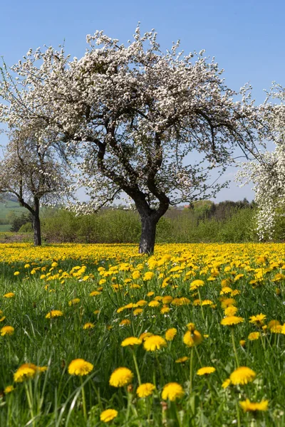 Яблоня Одуванчик Весенний Цветущий Луг Южной Германии Сельской Местности Голубое — стоковое фото