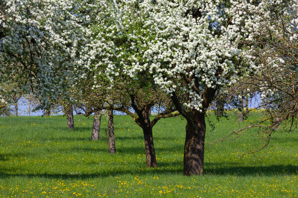 apple tree detail with blossom on the horizon blue sky sunny springtime apple foliage green lawn day