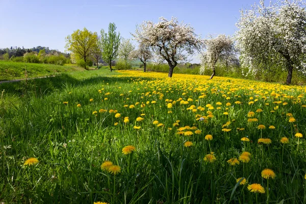 Frühlingsblumenrasen Einem Fröhlichen Sonnigen Aprilmorgen Süddeutschen Ländlichen Raum — Stockfoto