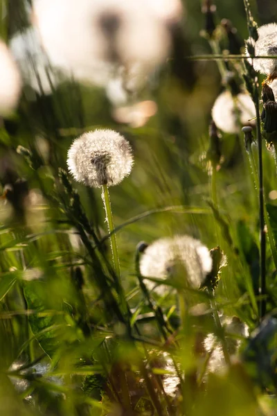 Flores Primavera Nascer Sol Início Manhã Alemanha Sul — Fotografia de Stock