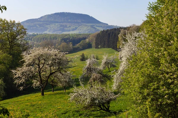 Primavera Flor Paisaje Sur Alemania — Foto de Stock