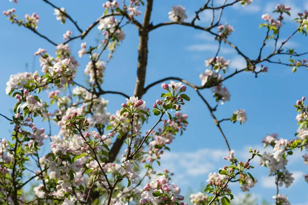 Apple Blossom Тлі Blueksy Весна Сонячний День Південній Німеччині — стокове фото