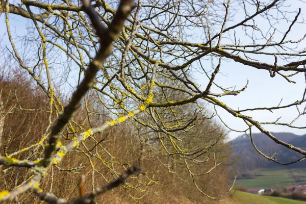 Bäume Natur Und Äste Wintermonat Januar Einem Sonnentag Süddeutschland — Stockfoto