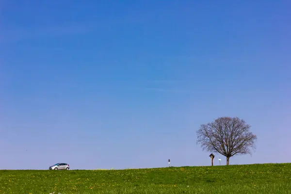 Baum Ohne Blätter Horizont Blauer Himmel Sonnig Frühling Apfelblüte Grüner — Stockfoto