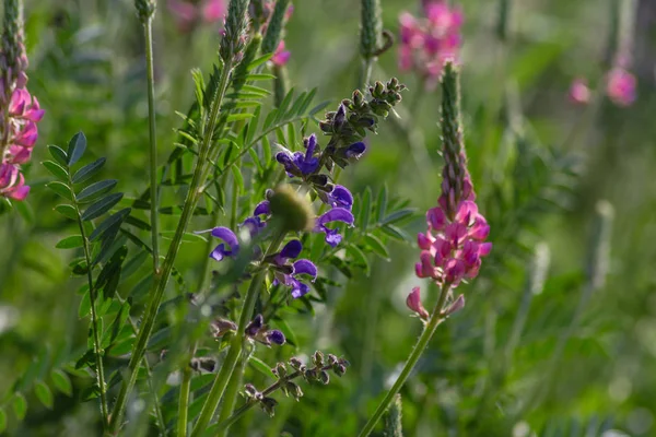 Sprimgtime Meadow Plants Seed Rural Countryside South Germany — Stock Photo, Image