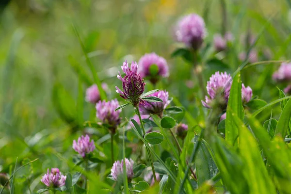 stock image sprimgtime meadow blossom in rural countryside of south germany