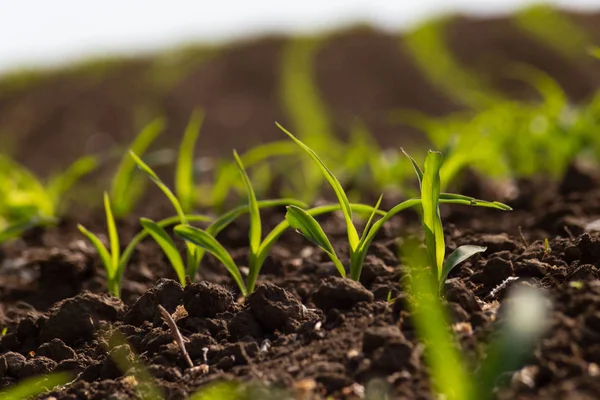 Planta Maíz Joven Campo Primavera Puede Mañana Soleada Sur Alemania —  Fotos de Stock