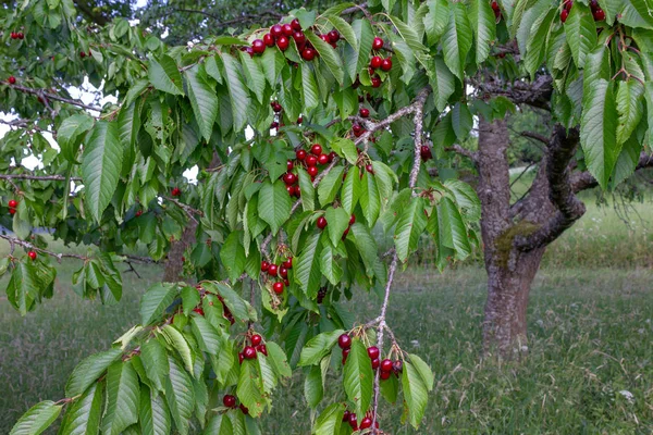 春の南のドイツ オーチャード田舎で木の枝に赤チェリー — ストック写真