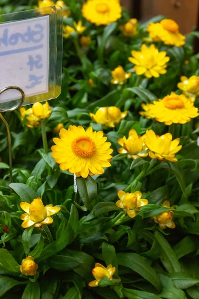 Flores Colores Una Tienda Jardín Primavera Sur Alemania — Foto de Stock