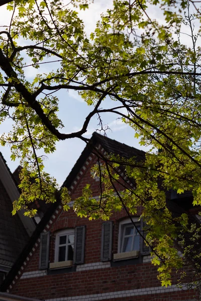 Green Springtime Branches Foliage City South Germany — Stock Photo, Image