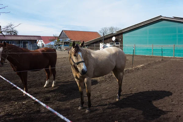 Hnědé Bílé Koně Výběhu Když Slunce Svítí Jižní Německo Venkovské — Stock fotografie