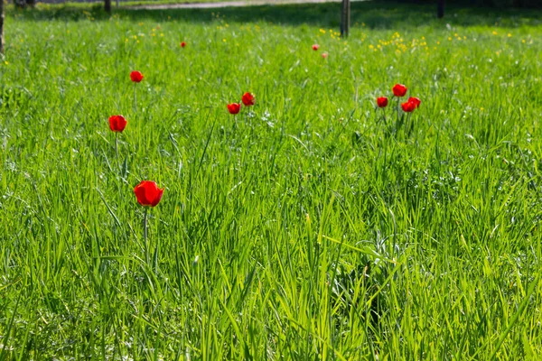 colorful springtime flowers on green lawn in south germany rural countryside