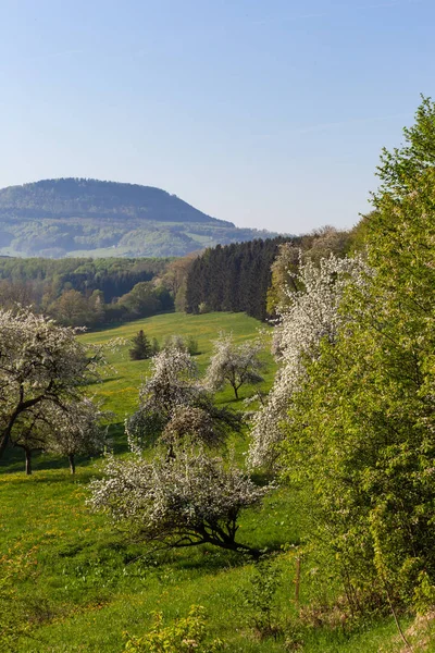 Sezon Wiosenny Kwiat Krajobraz Południowych Niemczech — Zdjęcie stockowe