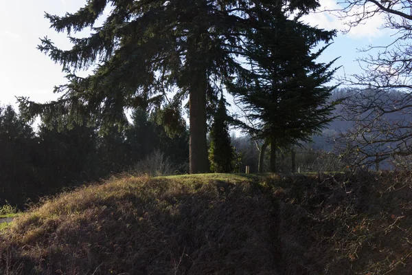 Árbol Cielo Azul Diciembre Advenimiento Día Soleado Sur Alemania Campo — Foto de Stock