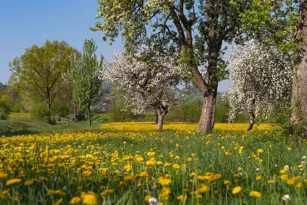 Apfelblütenwiese Mit Blauen Himmelgelben Blüten Auf Grünem Feld Süddeutschen Ländlichen — Stockfoto