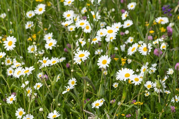 Wiesenblüte Ländlichen Raum Süddeutschlands — Stockfoto