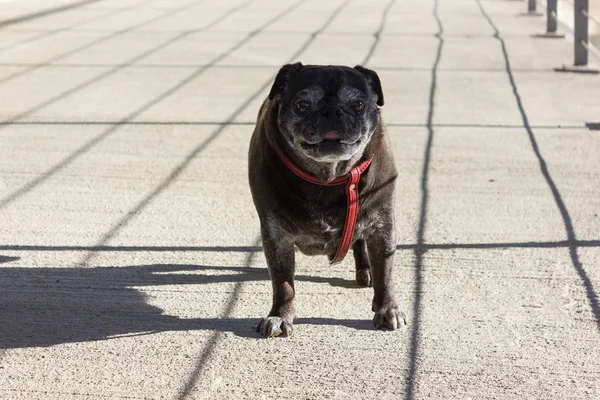 Mops Mopów Nazwie Adelheid Spacer Nad Rzeką Odkryty Słoneczne Popołudnie — Zdjęcie stockowe