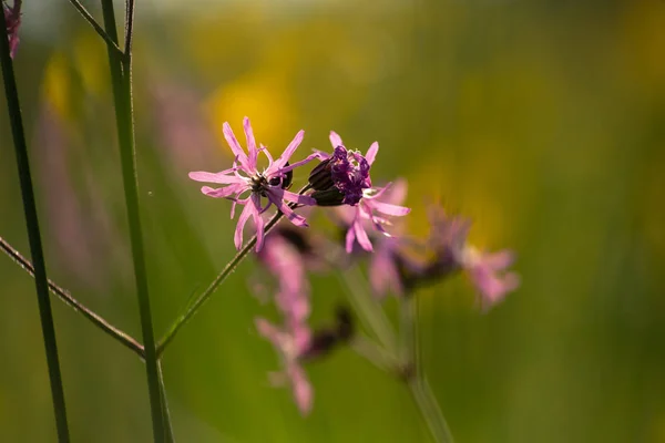 ライラック花 南ドイツの春の日の出朝の気分で草原の花 — ストック写真