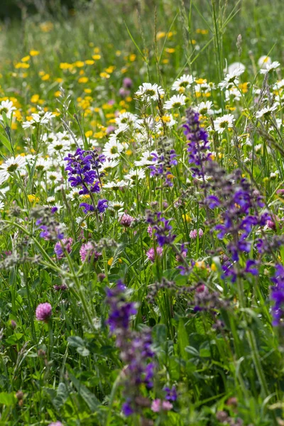 Sprimgtime Meadow Blossom Rural Countryside South Germany — Stock Photo, Image