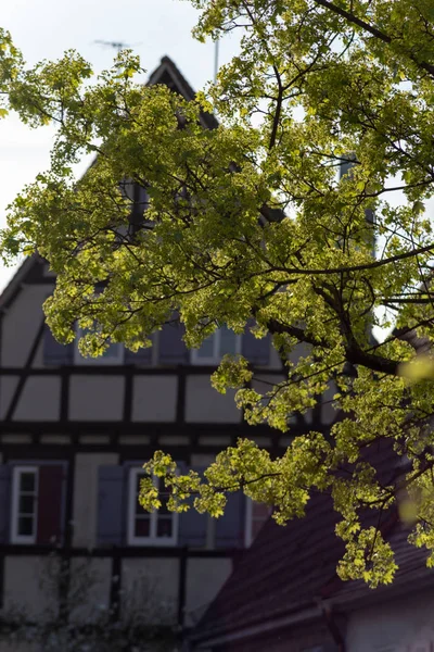 Πράσινο Την Άνοιξη Φύλλωμα Υποκαταστημάτων Στην Πόλη Της Νότιας Γερμανίας — Φωτογραφία Αρχείου
