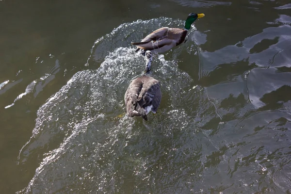 Eenden Gevechten Voor Menselijke Voeding Zonnige Rivier Een Dag Van — Stockfoto