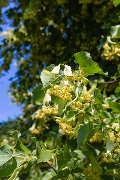 Linden Tree Blossom Historical Park Blue Sky Sunny Day — Stock Photo, Image