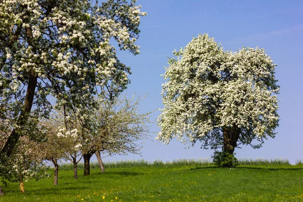 Jabłoni Kwiatu Horizon Niebieski Niebo Słoneczny Wiosenny Apple Blossom Zielony — Zdjęcie stockowe