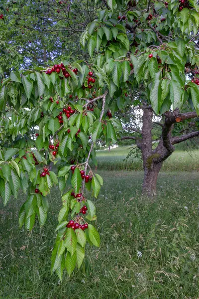 Kiraz Kırmızı Meyve Ağacı Güney Almanya Orchard Kırsal Kırsal Kesimde — Stok fotoğraf