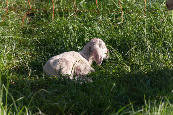 Agnello Appena Nato Dopo Madre Pecora Che Partorisce Nel Prato — Foto Stock